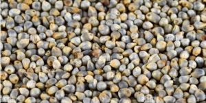 Sorghum Millet