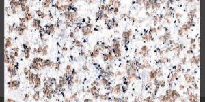 Branco Marron Glazed Vitrified Floor Tiles