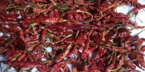 Teja Dried Red Chilli