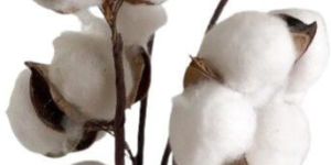 Cotton
