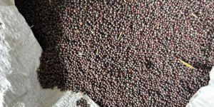 Black Mustard Seeds