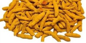 Alleppey Turmeric Finger