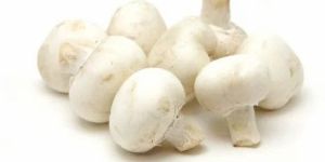 Fresh White Portobello Mushroom