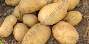 Fresh Potato