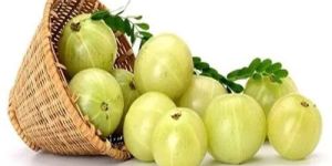 Green Amla