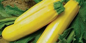 Grixisonsazia Yellow Zucchini Vegetable Seeds