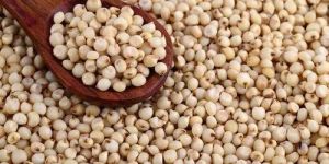 Jowar Seeds
