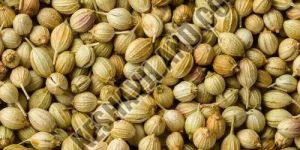 a Grade Coriander Seeds