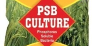 Phosphorus Solubilizing Bacteria Biofertilizer