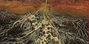 Vesicular Arbuscular Mycorrhiza