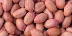 Groundnut Seeds