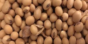 Soybean Seeds