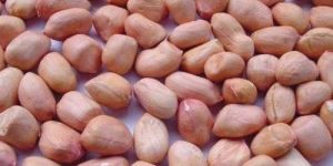 Organic Groundnut Seeds