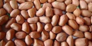 Raw Groundnut Seeds
