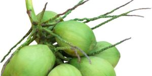 Coconut Flavour Essence