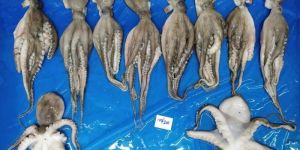 Fresh Octopus