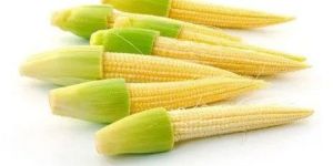 Frozen Baby Corn