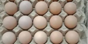 Broiler Hatching Eggs