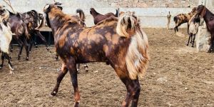 Qurbani Goat