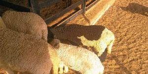 Sheep Cutting