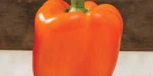 Fresh Orange Capsicum