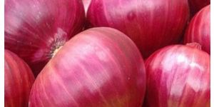 Fresh Pink Onion