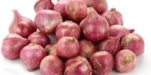 Fresh Shallot Onion