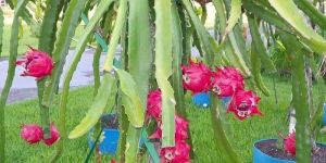 Pink Dragon Fruit Plants