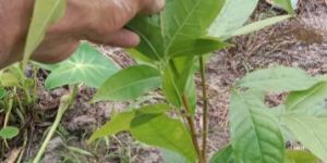 One Feet by 3 Feet Mahogany Plant