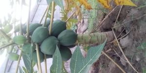 Papaya Plant