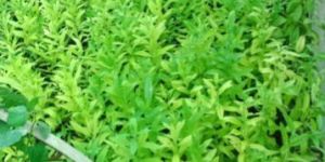 White Sandalwood Plant 10e 1fite