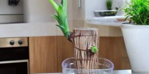 Brazilian Lucky Wood Plant