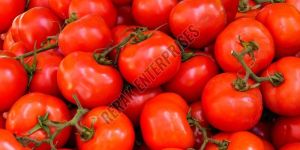 Fresh Red Tomato
