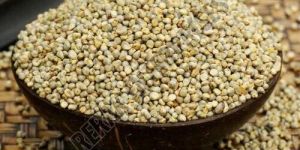 Pearl Millet Seeds