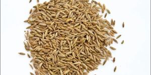 Cumin Seeds (Jeera)