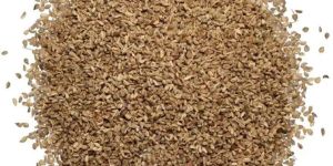 Oregano (Ajwain)