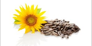 Sunflower Seeds