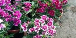 Rainy Season Flowers