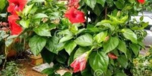 Red Hibiscus Flower Plant