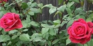 Red Rose Plant