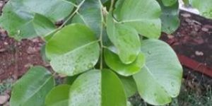 Red Sandalwood Plants