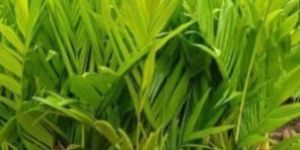 Supari Nut Plant Trees