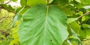 Teak Wood Plant