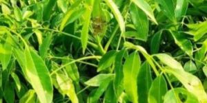 Thai Amra Fruit Plant