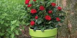 Tipmini Red Rose Plant