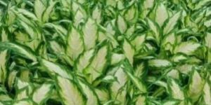 Victoria Dracena Plant