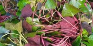 Water Chestnut Plants Trees