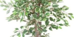 White Ficus Plant