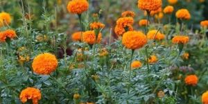 Yellow Marigold Flower Plant
