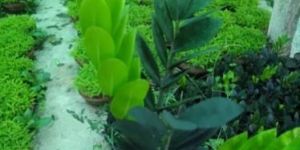 Zamioculcas Zamiifolia Plant